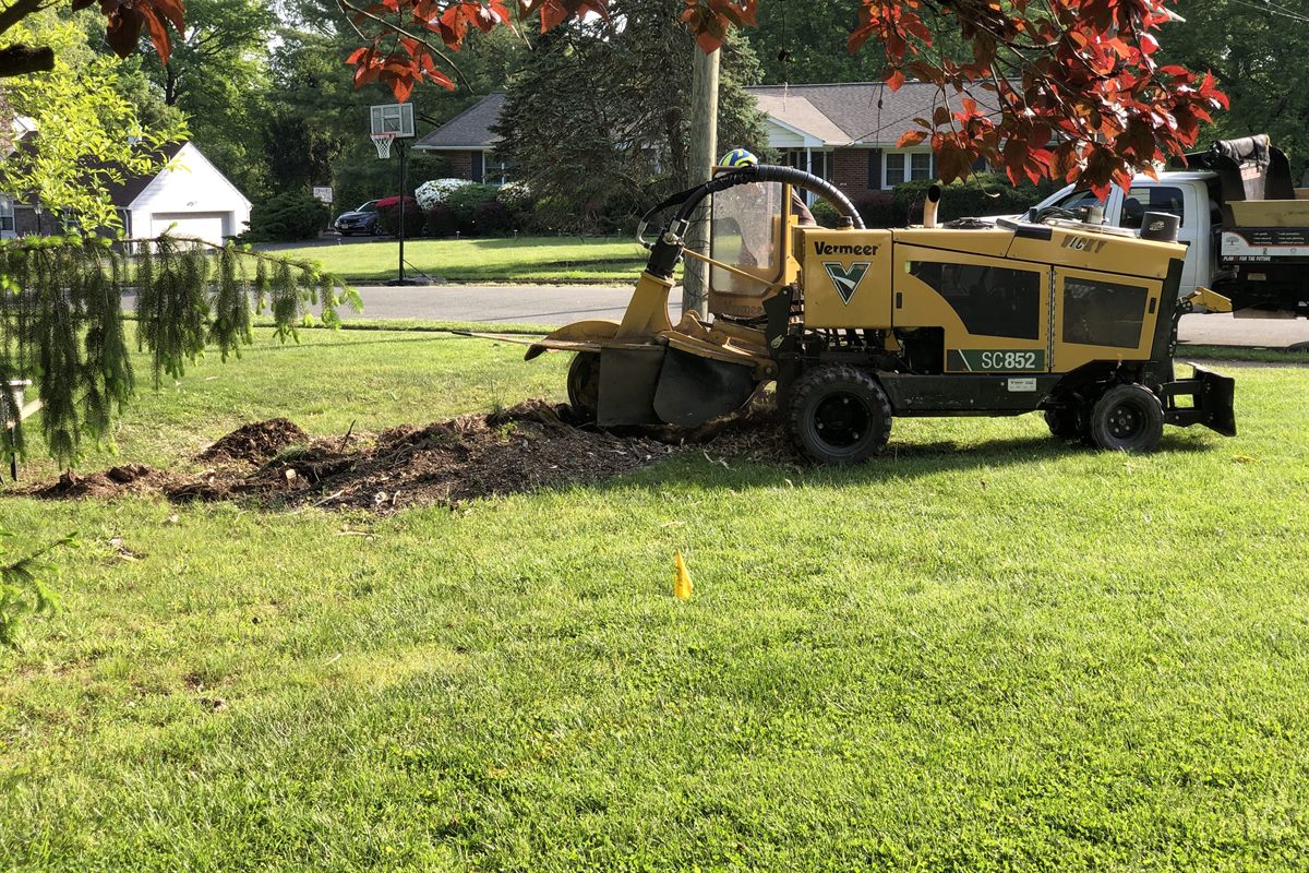 Stump Grinding & Removal in Garner, NC