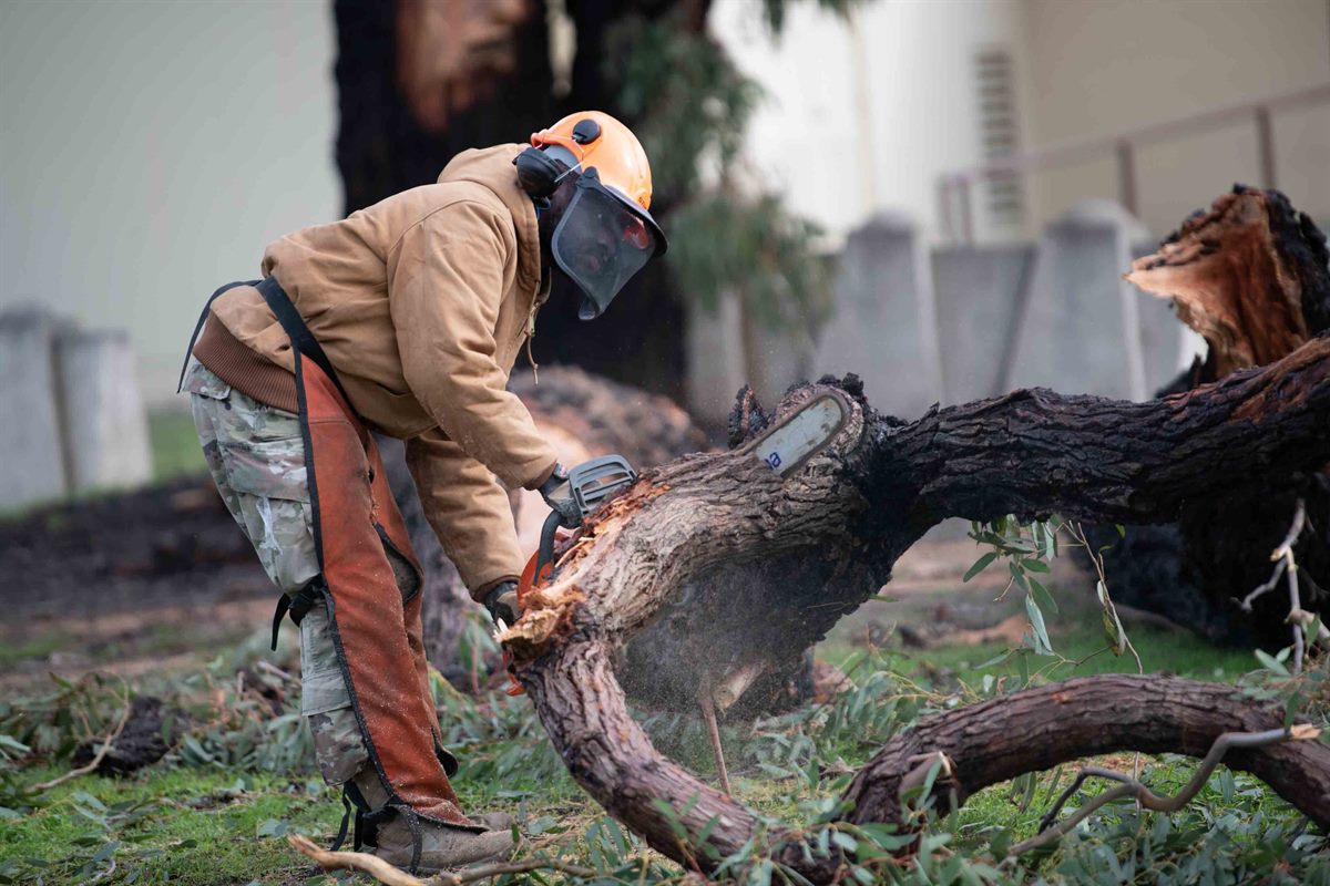 Tree Removal in Garner, NC