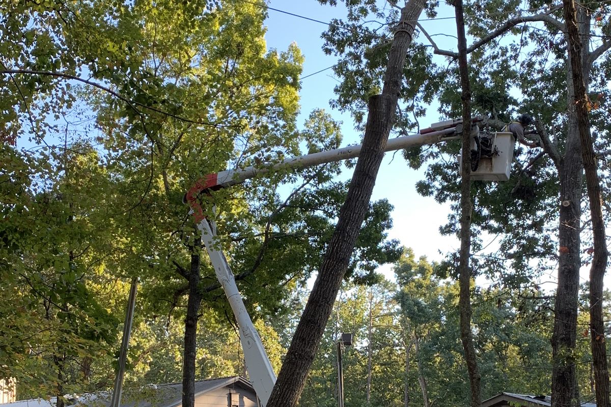 Tree Trimming & Pruning in Garner, NC